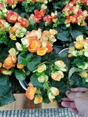 Begonia × hiemalis