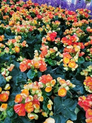 Begonia × hiemalis
