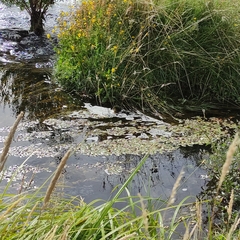 Potamogeton cheesemanii