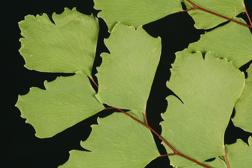 Image of Shasta Maidenhair Fern (Adiantum shastense) by (c) Timothy McNitt, some rights reserved (CC BY)