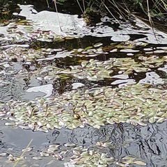 Potamogeton cheesemanii