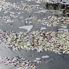 Potamogeton cheesemanii