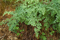 Adiantum shastense
