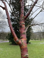 Prunus serrula