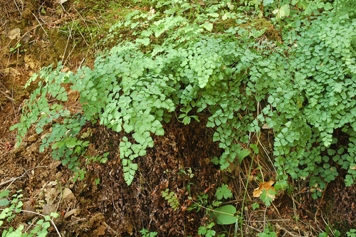 Image of Adiantum shastense by (c) Timothy McNitt, some rights reserved (CC BY)