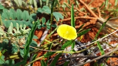 Xenostegia tridentata