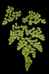 Adiantum shastense
