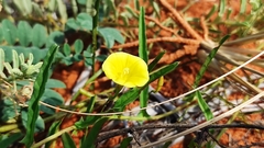 Xenostegia tridentata