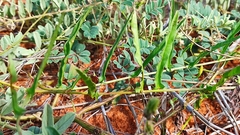 Xenostegia tridentata