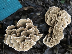 Thelephora aurantiotincta