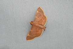 Hypsopygia pelasgalis