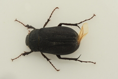 Holotrichia parallela