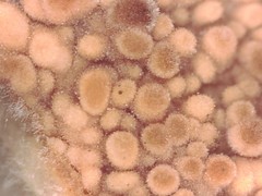 Thelephora aurantiotincta