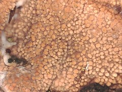 Thelephora aurantiotincta