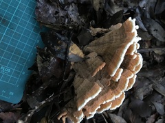 Thelephora aurantiotincta