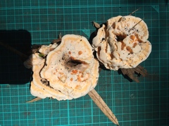 Thelephora aurantiotincta