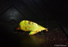 Leptoderes ornatipennis