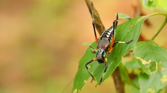 Pterophylla beltrani