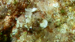 Padina pavonica