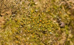 Pleuridium subulatum