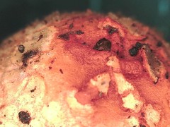 Calostoma japonicum
