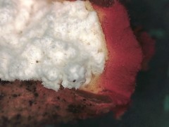 Calostoma japonicum