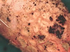 Calostoma japonicum