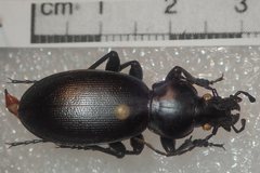 Carabus punctatus