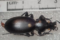Carabus punctatus