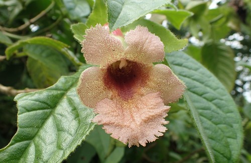 Drymonia candida
