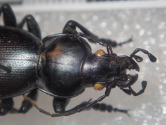 Carabus punctatus