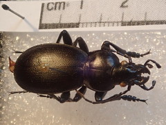 Carabus punctatus