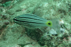 Cheilodipterus artus