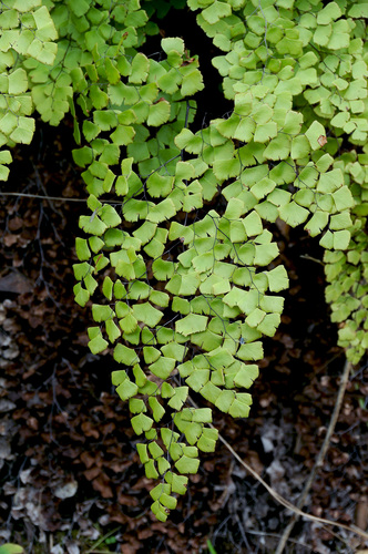 Image of Adiantum shastense by (c) Timothy McNitt, some rights reserved (CC BY)