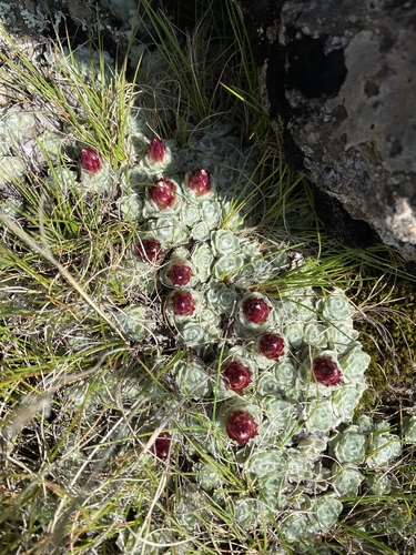 Helichrysum milfordiae image