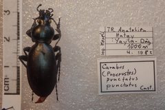 Carabus punctatus