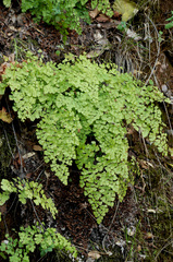 Adiantum shastense
