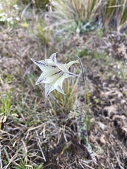 Gladiolus longicollis longicollis