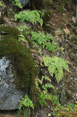 Adiantum shastense image