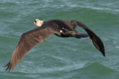 Phalacrocorax carbo