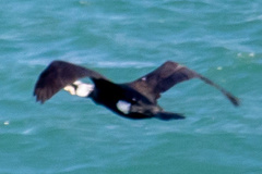 Phalacrocorax carbo