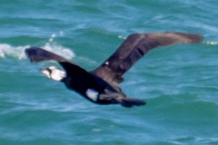 Phalacrocorax carbo