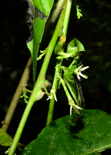 Cestrum microcalyx