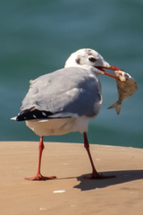 Chroicocephalus ridibundus