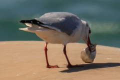 Chroicocephalus ridibundus