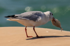 Chroicocephalus ridibundus