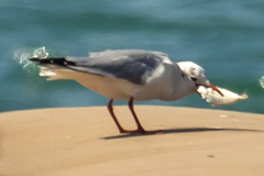 Chroicocephalus ridibundus