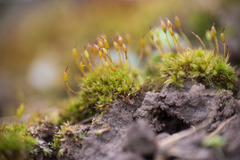 Tortula lindbergii