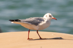 Chroicocephalus ridibundus