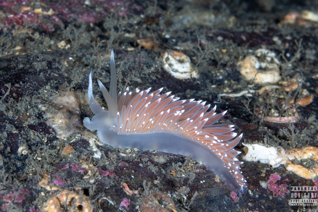 Coryphella browni